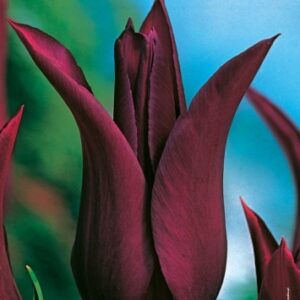 Tulipan 'Burgundy' – Liliokształtny – 10 szt.