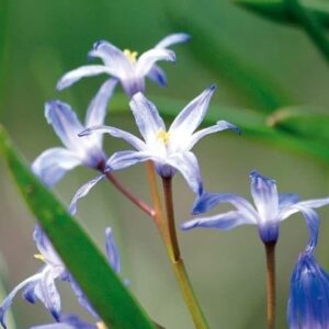 Niebieskie kwiaty 359 fototapeta