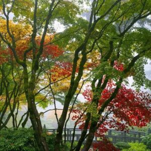 Japoński ogród 159 fototapeta